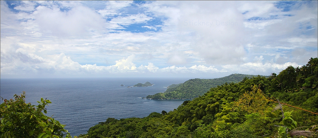 Tobago Rainforest Reserve